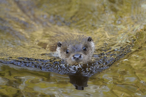 Otter gazing curiously over the surface of the water, European otter (Lutra lutra), Bavaria