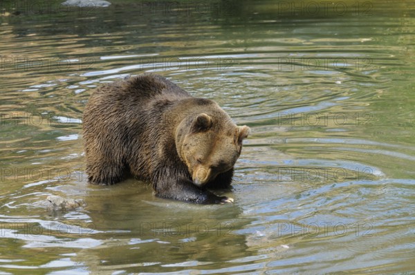 A bear stands calmly in the water with gentle water rings, Eurasian brown bear (Ursus arctos arctos), Bavarian Forest National Park