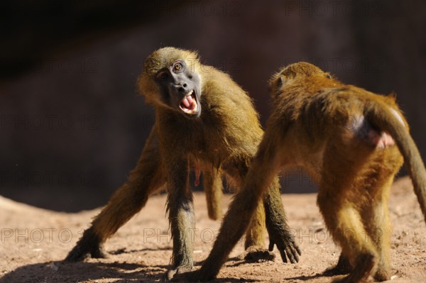 Two baboons interacting with each other, a dynamic scene with a sense of energy and urge to move, Guinea baboon (Papio papio), captive