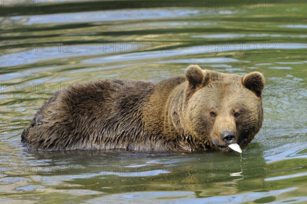 A brown bear swimming in the water and holding a fish with its mouth, Eurasian brown bear (Ursus arctos arctos), Bavarian Forest National Park
