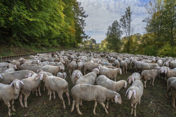 Fenced flock of sheep in a valley in Franconian Switzerland, Upper Franconia, Bavaria, Germany, Europe