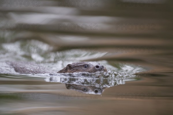 Eurasian otter (Lutra lutra) adult animal swimming in a river, England, United Kingdom, Europe