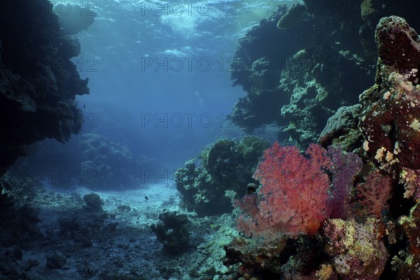 View into an open underwater cave with coral reef, on it Hemprich's Tree Coral (Dendronephthya hemprichi), dive site St Johns Caves, Saint Johns Reef, Red Sea, Egypt, Africa