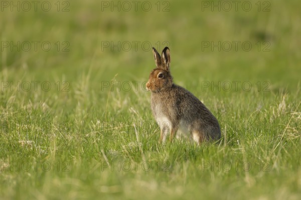 Mountain hare (Lepus timidus) adult animal in its summer coat on a hillside meadow, Cairngorm mountains, Scotland, United Kingdom, Europe