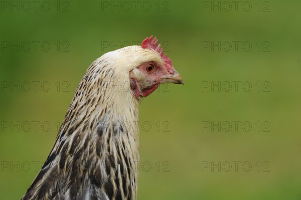 Close-up of a chicken head with green background, domestic chicken (Gallus gallus domesticus), Franconia
