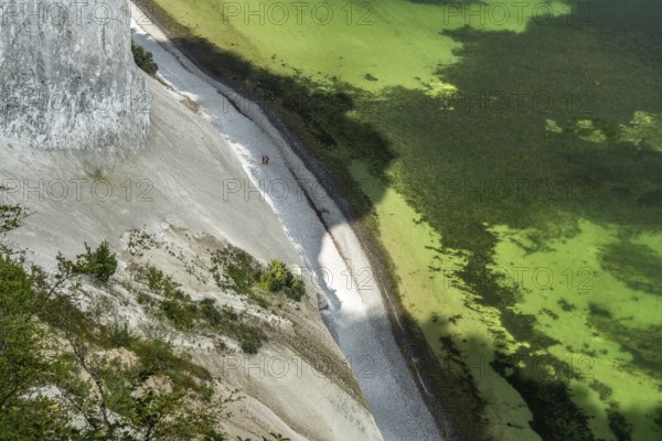 Cliffs and chalk cliffs Møns Klint, Mön Island, Denmark, Europe