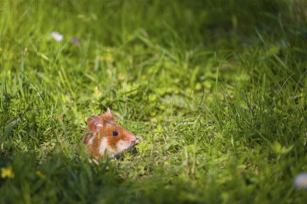 A European hamster (Cricetus cricetus), Eurasian hamster, black-bellied hamster or common hamster, collects herbs, grass and daisies on a meadow