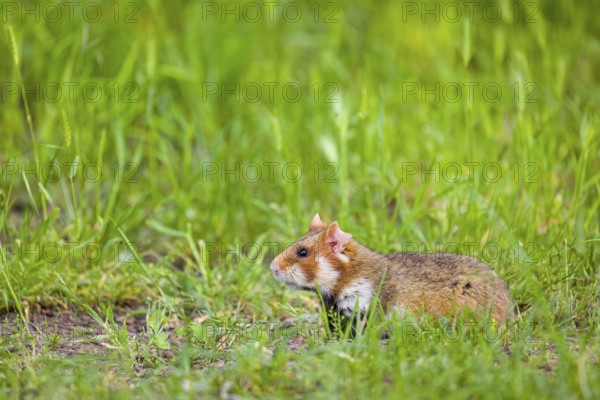 A European hamster (Cricetus cricetus), Eurasian hamster, black-bellied hamster or common hamster, collects herbs, grass and daisies on a meadow