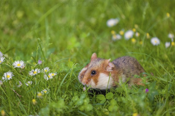 A European hamster (Cricetus cricetus), Eurasian hamster, black-bellied hamster or common hamster, collects herbs, grass and daisies on a meadow