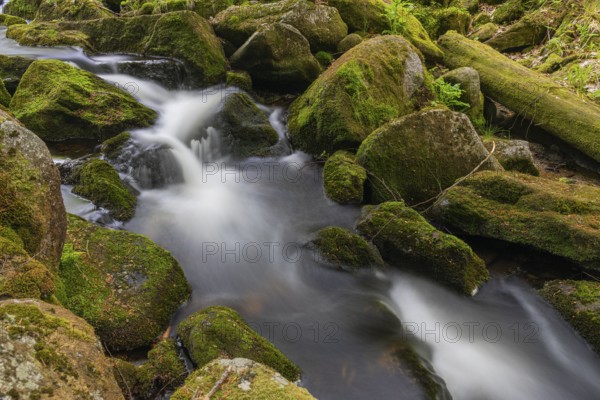 Kleine Ohe creek below Waldhaeuser village in the Bavarian Forest Nationalpark. Flowing water, little cascades, mossy stones and fresh green vegetation