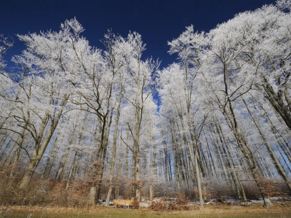 Beech woodland (Fagus sylvatica), covered in hoarfrost against a deep blue sky in winter, beside Breuna, North Hesse, Germany, Europe