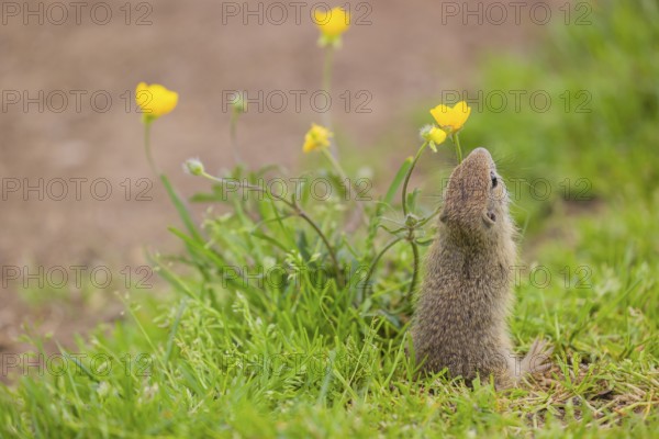 A young European ground squirrel (Spermophilus citellus) or European souslik sits in green gras next to a flowering Ranunculus