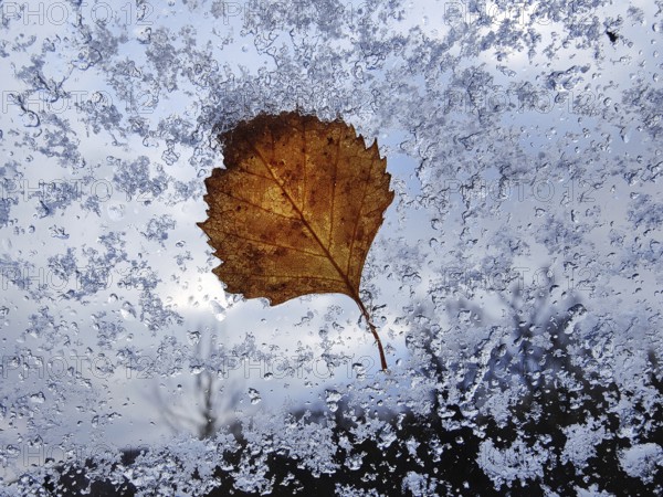A translucent autumn leaf at the window with snow, autumn, Witten, Ruhr area, North Rhine-Westphalia, Germany, Europe