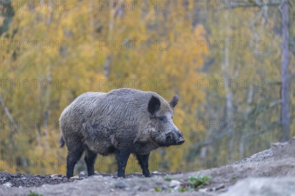 One wild boar or wild pig (Sus scrofa), walking over an opening in early morning light, searching for food, with an autumnal colored forest in the background