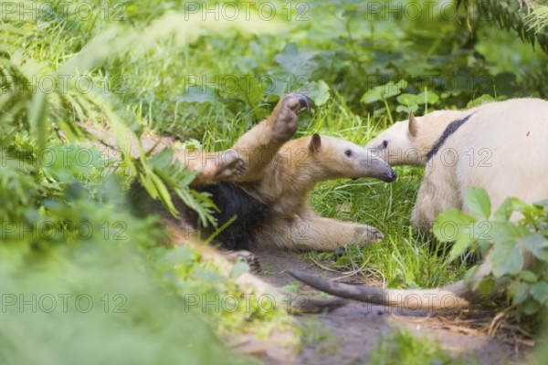 One southern tamandua (Tamandua tetradactyla), standing tall, in defensive position