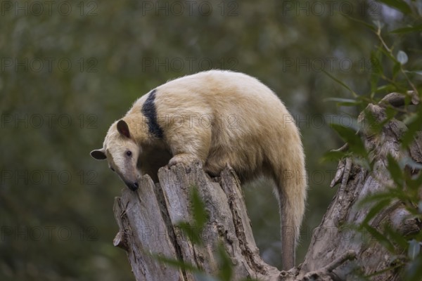 One southern tamandua (Tamandua tetradactyla), sitting on the top of a broken/cut tree in a forest