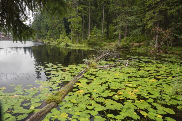 Lake Großer Arbersee in sumer. Water lilies cover the water. Germany, Bavaria, Bavarian Forest National Park