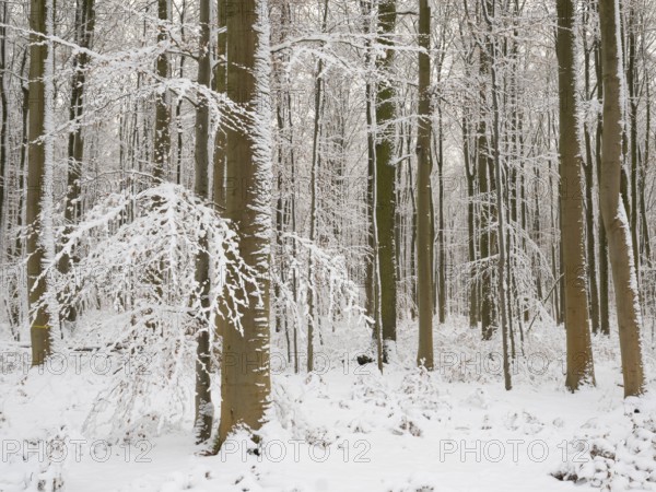 Beech woodland (Fagus sylvatica), trees and undergrowth covered in hoarfrost and snow in winter, Escheberger Wald, North Hesse, Germany, Europe