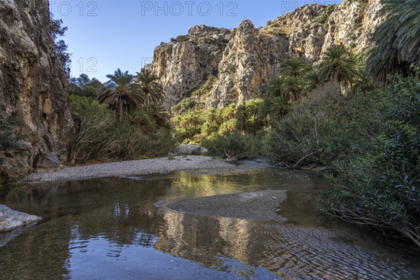 Phoenix theophrasti palms and the river Megalopotamos in the gorge of Preveli, Crete, Greece, Europe