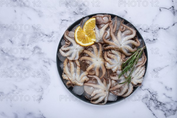 Fresh baby octopuses on ice, garnished with lemon and rosemary, on a marble table, no people
