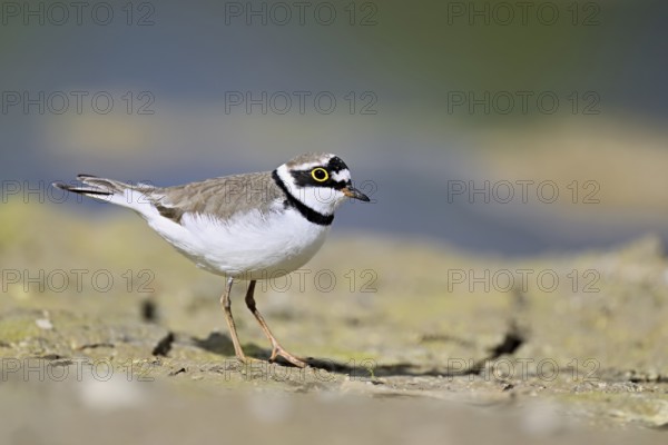 Little Ringed Plover (Charadrius dubius), standing in silt, Aue nature reserve, Reussegg, Sins, Canton Aargau, Switzerland, Europe
