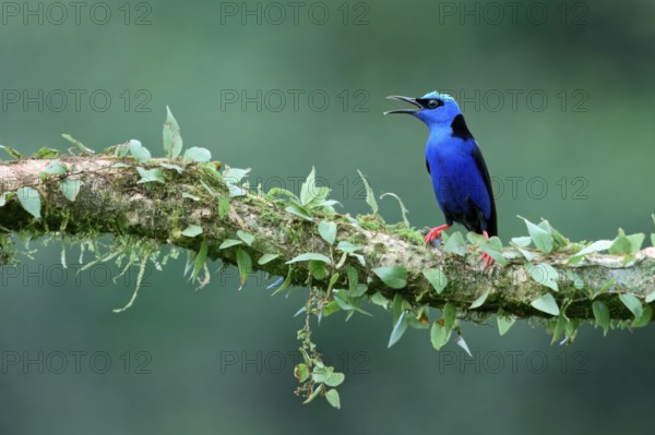 Male Red-legged Honeycreeper (Cyanerpes cyaneus) on a branch, Costa Rica, Central America