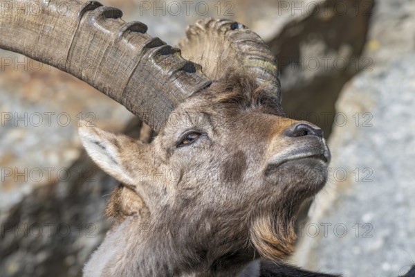 Alpine ibex (Capra ibex), male, portrait, captive, Alpine Zoo, Innsbruck, Tyrol, Austria, Europe