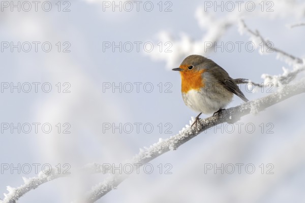 Robin (Erithacus rubecula), sitting on a branch, Schlitters, Tyrol, Austria, Europe