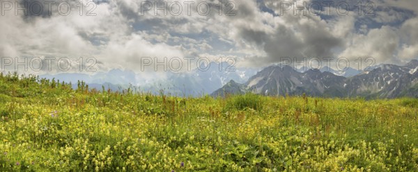 Summer in the Allgäu, mountain panorama over a lush blooming mountain flower meadow on the Fellhorn 2037m, to the Allgäu main ridge with Trettachspitze 2595m, Mädelegabel 2645m, Bockkarkopf 2609m and Hochfrottspitze 2649m, Allgäu Alps, Allgäu, Bavaria, Germany, Europe