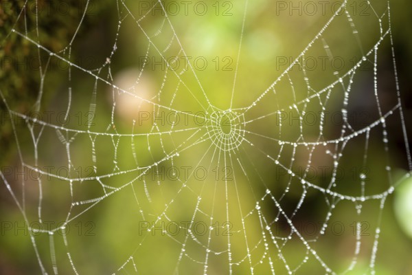 Spider web with raindrops, Poás National Park, central highlands, Alajuela province, Costa Rica, Central America