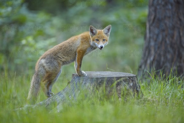 Red fox (Vulpes vulpes), fox standing on a tree stump in the forest, summer, Hesse, Germany, Europe