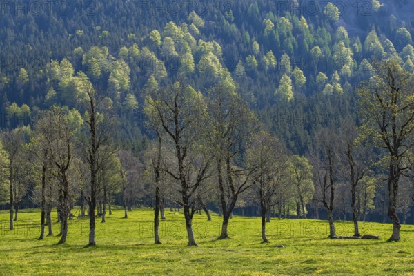 Großer Ahornboden in spring, Großer Ahornboden, Karwendelgebirge, Tyrol, Austria, Europe