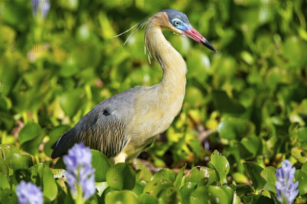 Whistling heron (Syrigma sibilatrix) Pantanal Brazil