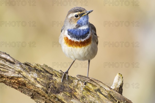 Bluethroat (Luscinia svecica cyanecula) Male Germany
