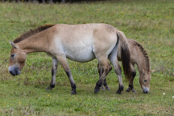 Przewalski's horse (Equus przewalski) capive Germany