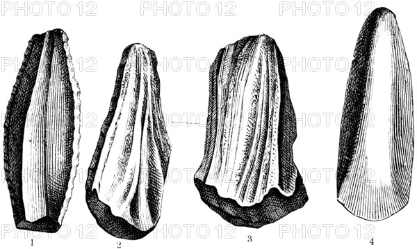 Worked stone tools, stone core (1), whetstone (2 and 3), sharpened stone axe (4), Stone Age, geology, anthropology, history of mankind, France, historical illustration 1880, Europe