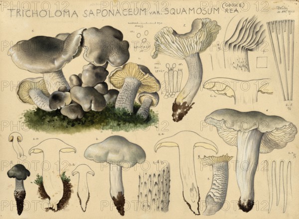 Mushroom, mushroom, soapwort, Tricholoma saponaceum, authentic reproduction of an illustration by Hans Walty (1868-1948) from about 1915, historical