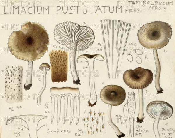 Mushroom, fungi, Hygrophorus agathosmus, syn. Limacium pustulatum, authentic reproduction of an illustration by Hans Walty (1868-1948) from about 1915, historical