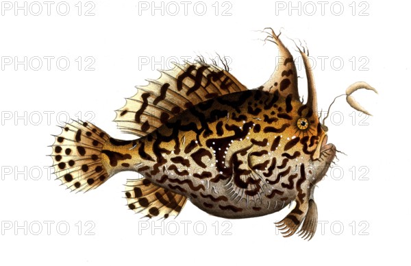 Fish, Fishes, Lophius histrio, Sargassum anglerfish, Sea toad, The sargassum fish, anglerfish, or frog fish, Historic, digitally restored reproduction from a 19th century original, Record date not stated