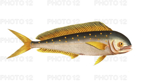 Fish, Fishes, Common dolphinfish, Coryphaena hippurus, Mahi-mahi, common dolphinfish, Historical, digitally restored reproduction from a 19th century original, Record date not stated