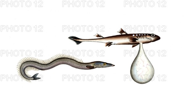 Fish, fishes, left: Ammodytes tobinus, the sand eel, the Launce. right: Embrio Squali, an unborn shark, an embryo of a shark, Historic, digitally restored reproduction from a 19th century original, Record date not stated