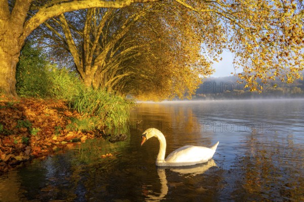 Autumnal colours at the Platanen Allee, Hardenberg Ufer, lakeside path at Lake Baldeney, near Haus Scheppen, swans, in Essen, North Rhine-Westphalia, Germany, Europe
