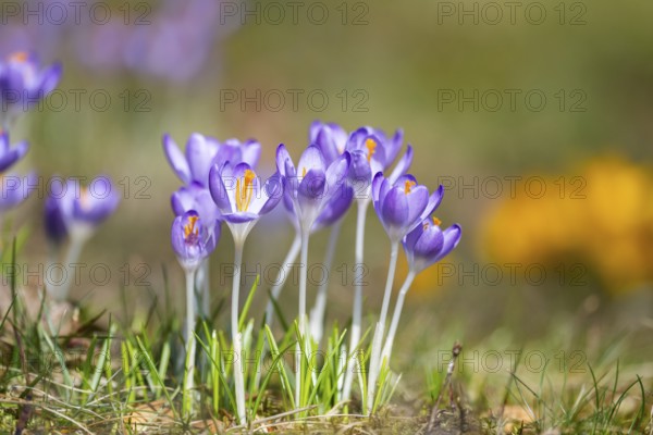 Flowering crocuses (Crocus) in the garden in springtime on a sunny day, Bavaria, Germany, Europe