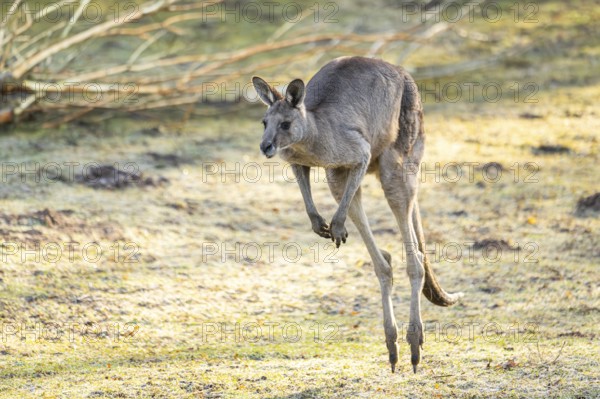 Eastern Gray Kangaroo (Macropus giganteus) jumping on a meadow, captive, occurance Australia, Oceania