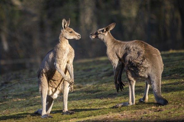 Eastern Gray Kangaroo (Macropus giganteus), two males fighting on a meadow, captive, occurance Australia, Oceania