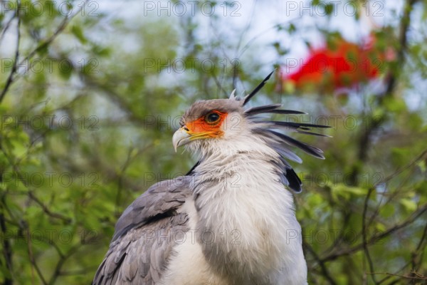Secretary bird (Sagittarius serpentarius), a portrait study of an adult bird, native to sub-Saharan Africa, captive, Germany, Europe