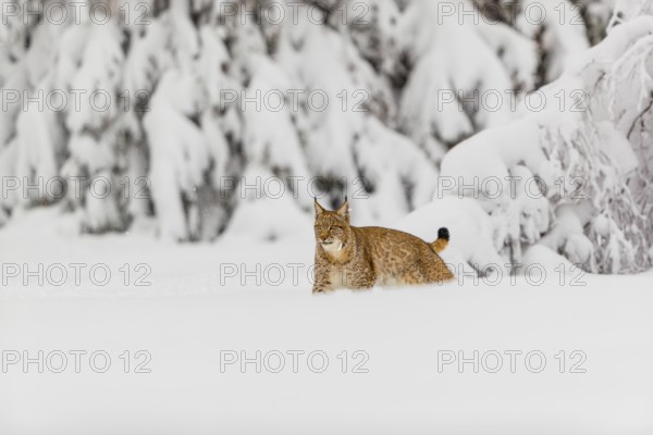 One young male Eurasian lynx, (Lynx lynx), walking through deep snow covered undergrowth in a forest