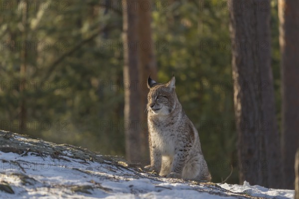One young male Eurasian lynx, (Lynx lynx), sitting on a snow covered rock with a forest in the background in early morning light