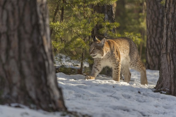 One young male Eurasian lynx, (Lynx lynx), walking over a snow covered forest ground in early morning light