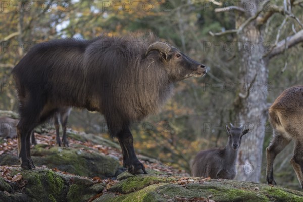 One female and one male Himalayan Tahr (Hemitragus jemlahicus) standing in a forest. Green and yellow forest in the background. Flehmen